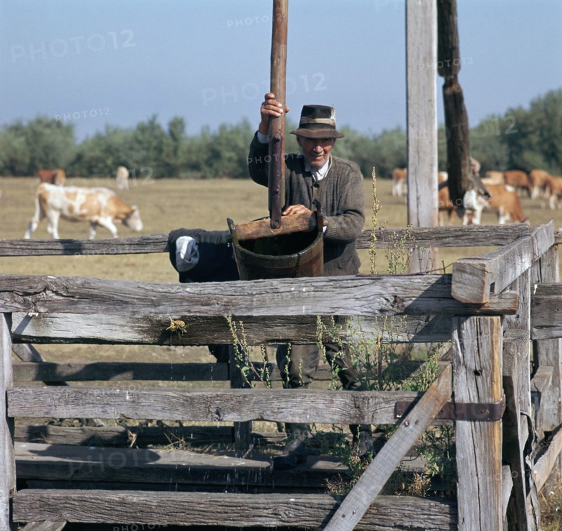 Raising water for cattle from a well in Hungary. Artist: CM Dixon Artist: Unknown
