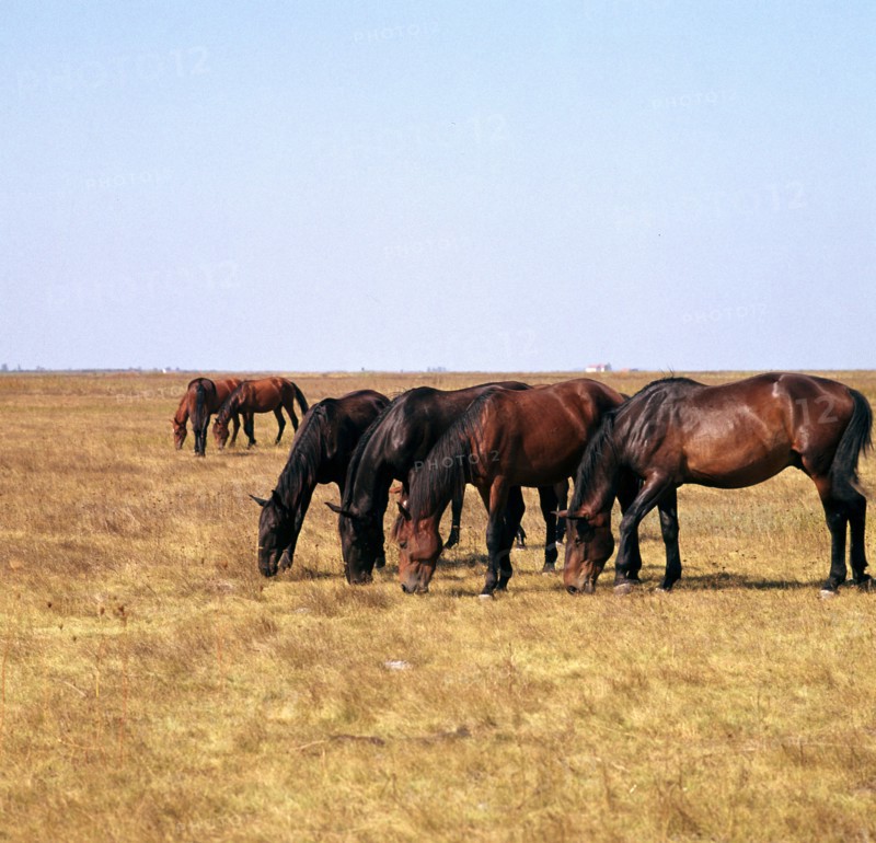 Herd of horses grazing on the Hortobagy plaza. Artist: CM Dixon Artist: Unknown