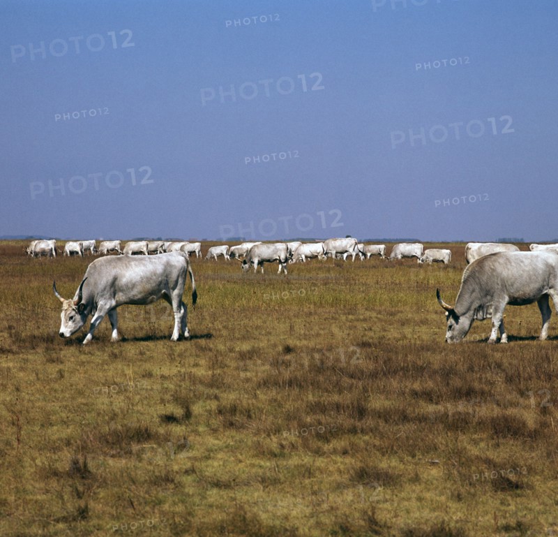 Hungarian white cattle. Artist: CM Dixon Artist: Unknown