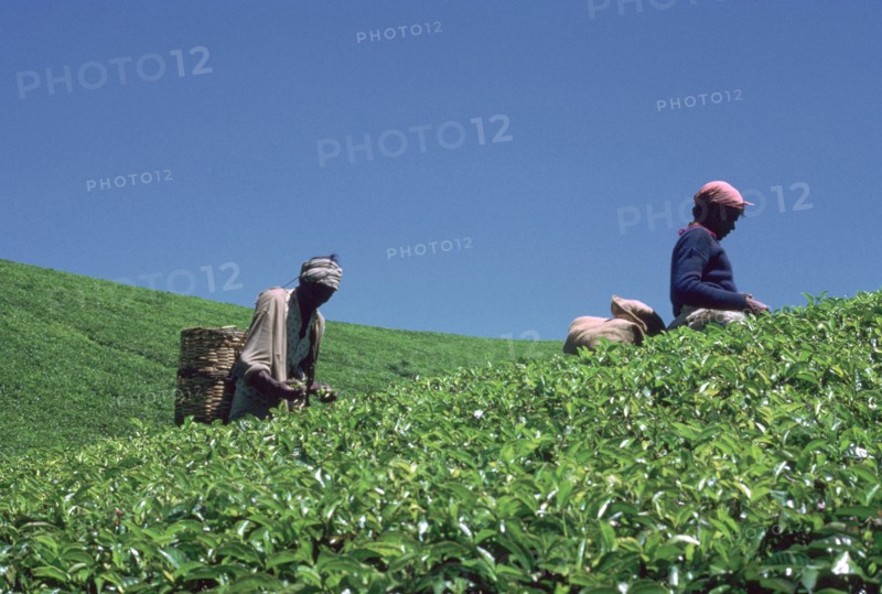 Tamil tea-pickers in Sri Lanka. Artist: CM Dixon Artist: Unknown