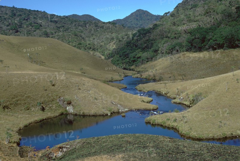 Horton plains grassland and forest. Artist: CM Dixon Artist: Unknown