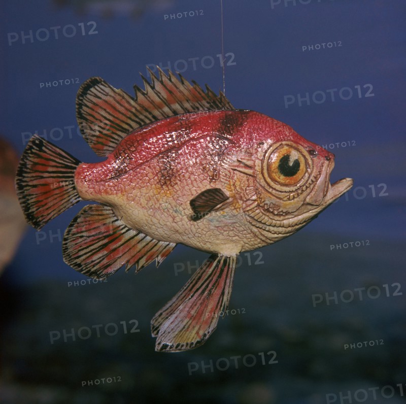 Model of a Pristigenus Substriatus. Artist: Unknown