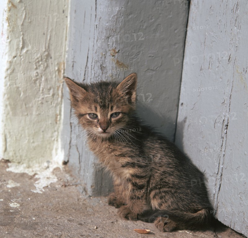 Kitten in Heracleion.