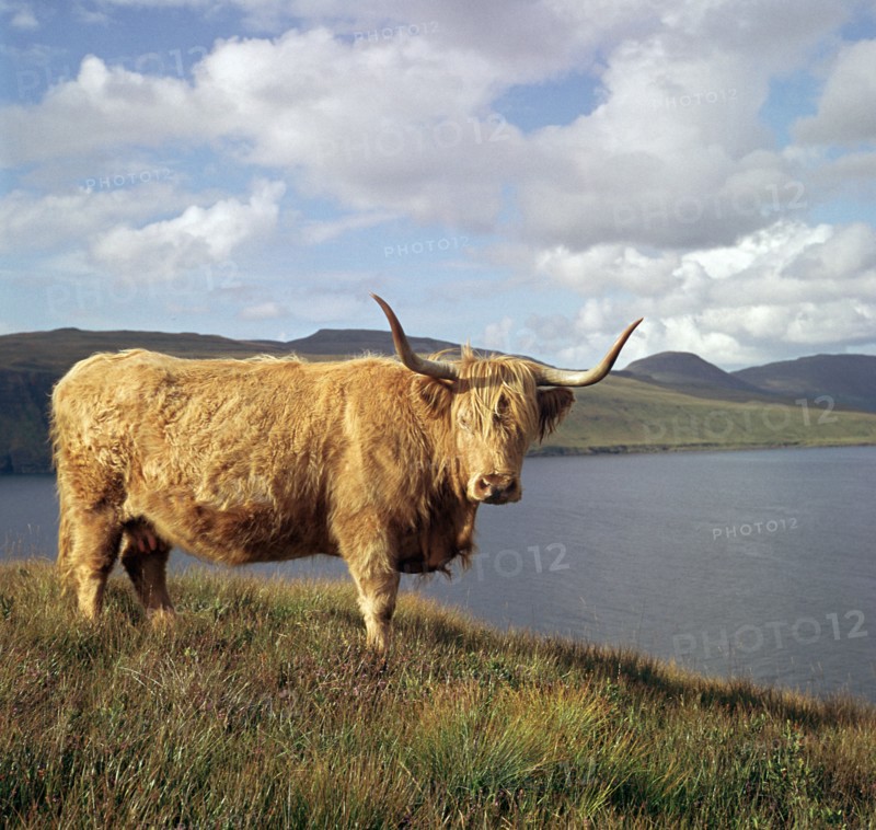 Highland cows on the Isle of Skye.