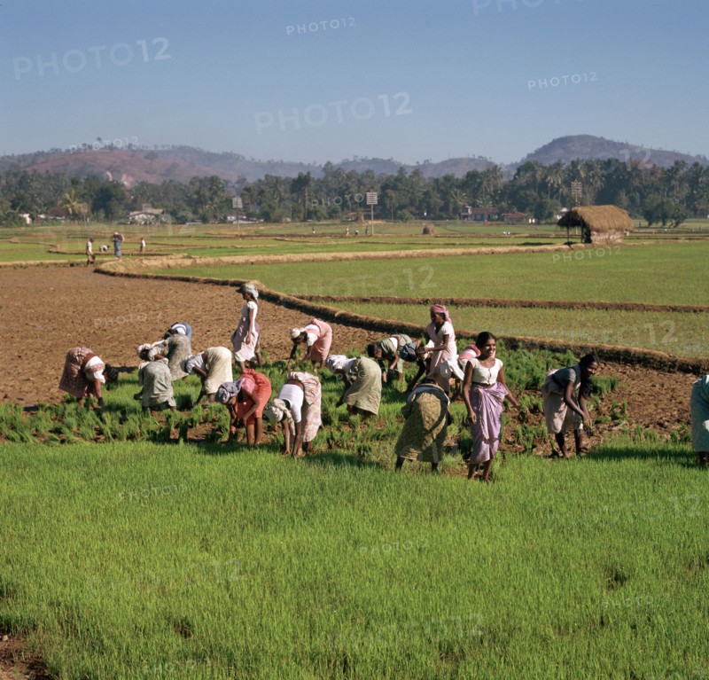 Planting rice in Sri Lanka.
