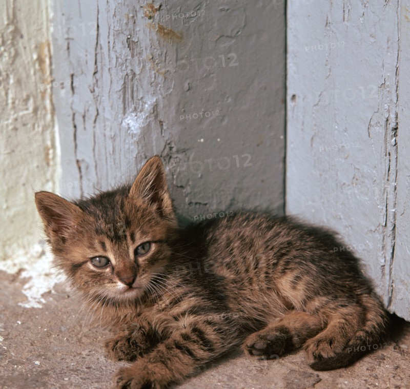 Kitten in Heracleion. Artist: Unknown