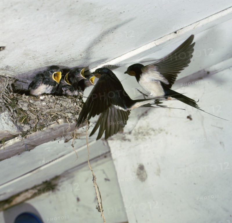 Swallows at a nest.