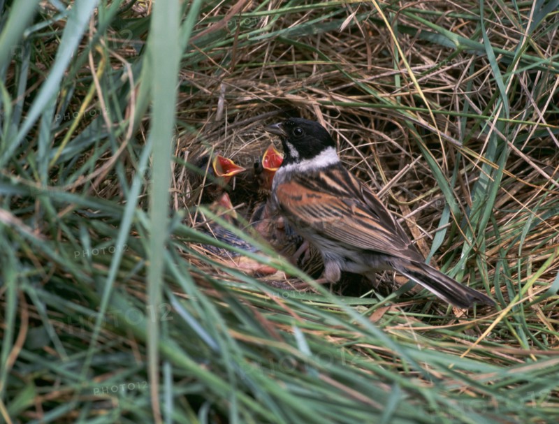 Male Reed Bunting at a nest.