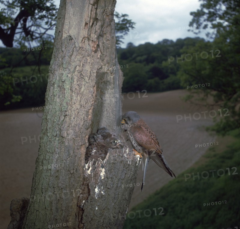 Kestrel at nest.