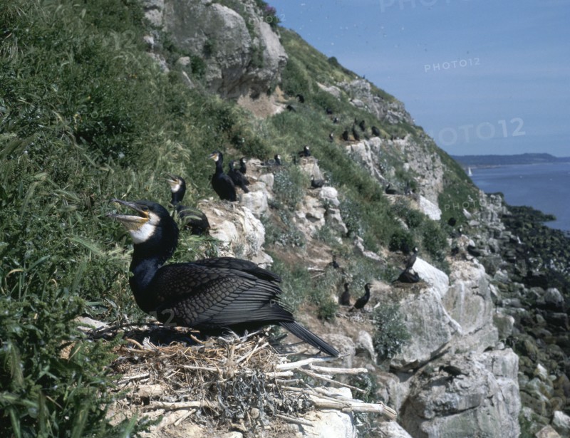 Cormorant.