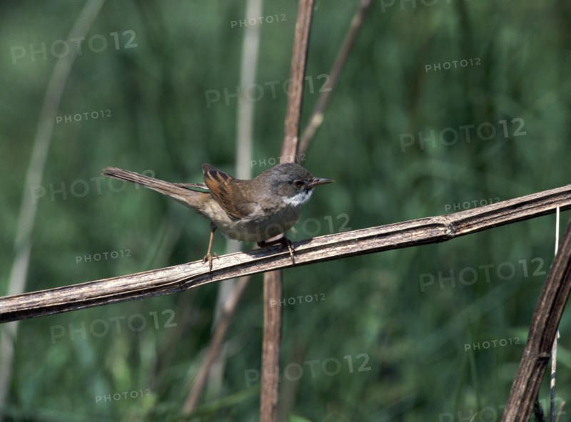 Common whitethroat.