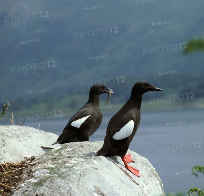 Black guillemot.