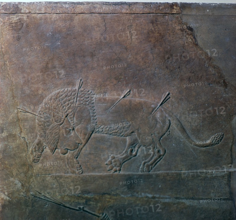 Assyrian relief of a wounded lion from Ashurbanipal, 7th century. Artist: Unknown