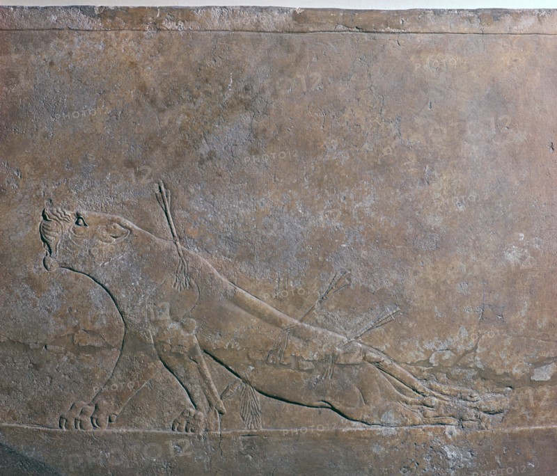 Assyrian relief of a wounded lioness from Ashurbanipal, 7th century. Artist: Unknown