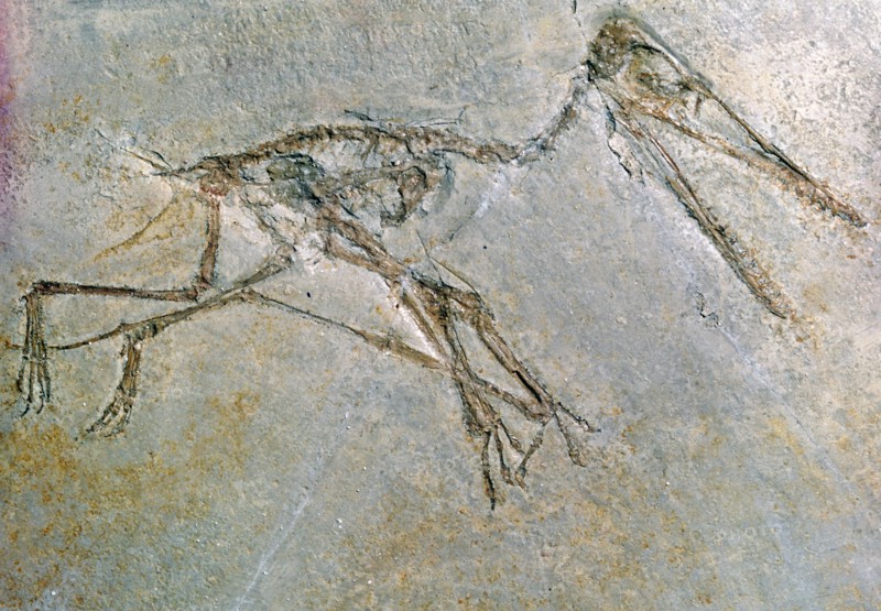 Fossil skeleton of a Pteradactyl. Artist: Unknown