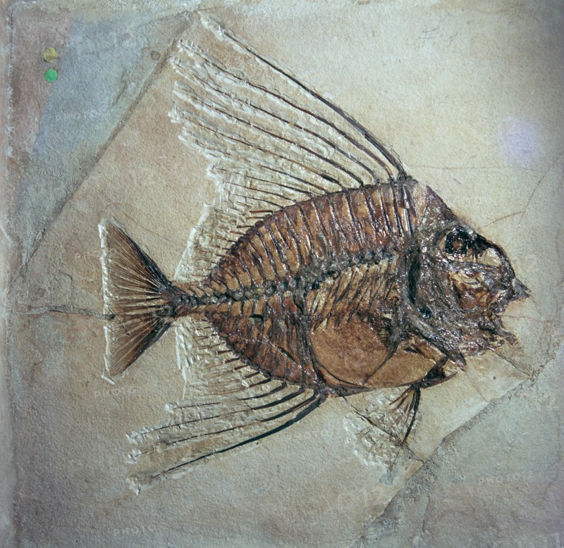 Fossil of Acantonemus Subaureus. Artist: Unknown