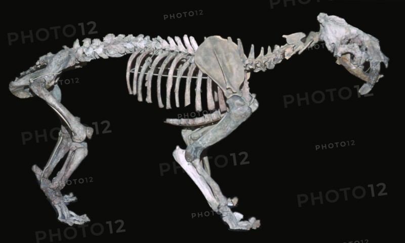 Fossil skeleton of a sabre-toothed tiger. Artist: Unknown