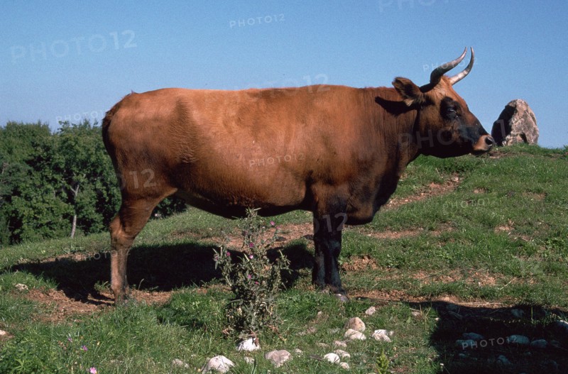 Auroch, a primitive breed of cattle re-introduced today by selective breeding. Artist: Unknown