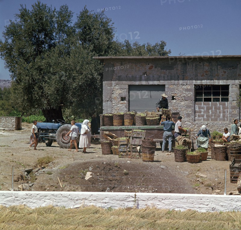 The grape-harvest in Rhodes