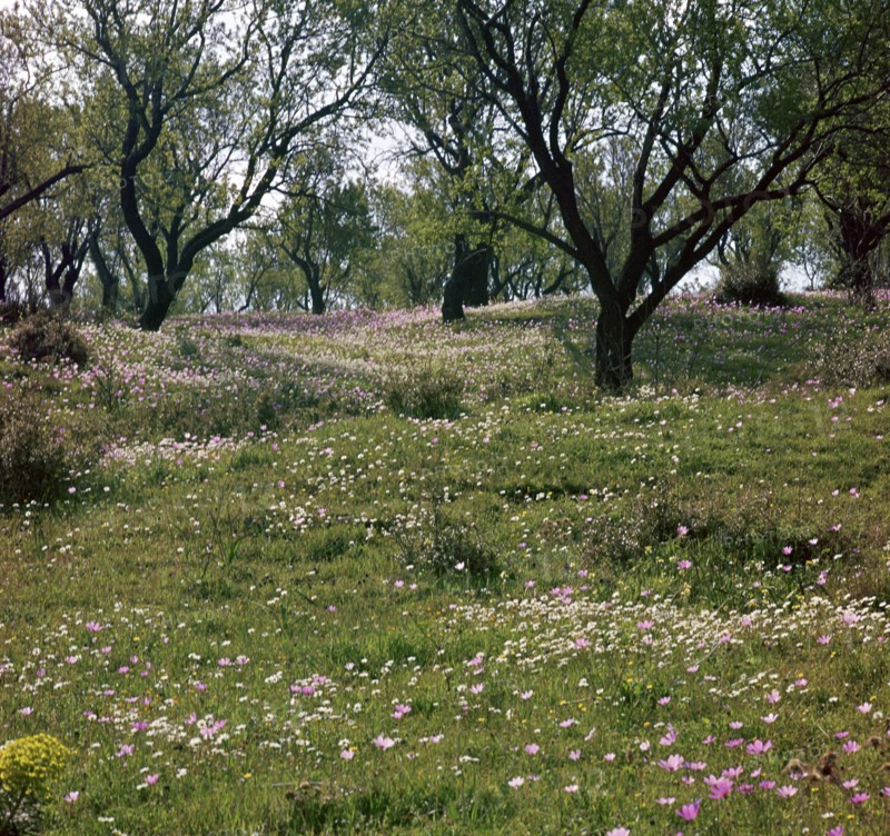 Flowers and olive trees in April in Phocis