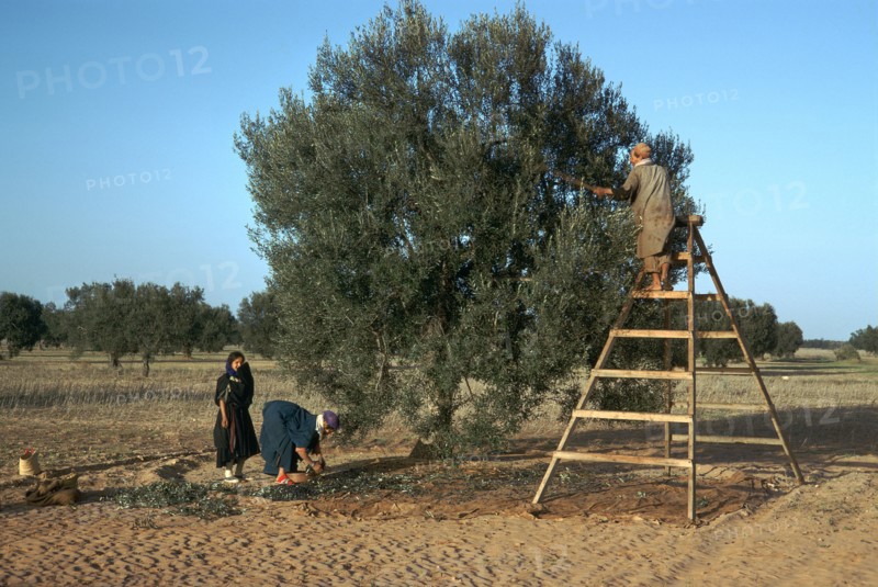 Olive picking in Tunisia.