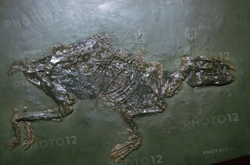 Primitive Horse Fossil. Artist: Unknown