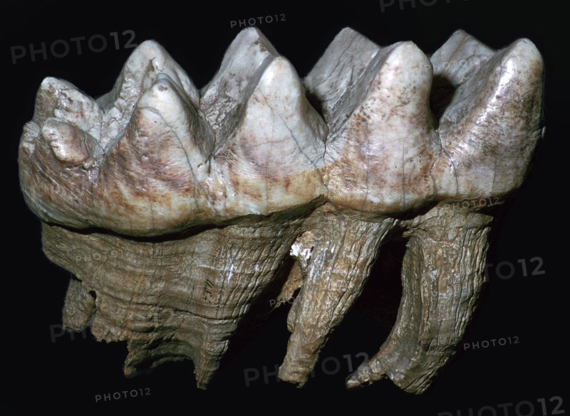 Fossil tooth of a mastodon. Artist: Unknown