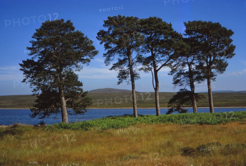Pine Trees at Loch Ashie, 6 miles south of Inverness, Inverness-shire, 20th century. Artist: CM Dixon.