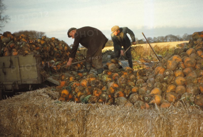 Clamp Swedes in late Autumn, Yorkshire, c1960. Artist: CM Dixon.