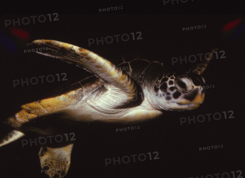 Loggerhead Turtle, (Caretta Caretta), 20th century. Artist: CM Dixon.