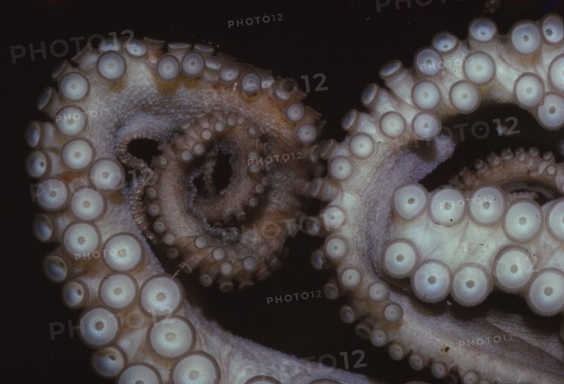 Octopus (Octopus vulgaris), Tentacles, 20th century. Artist: CM Dixon.