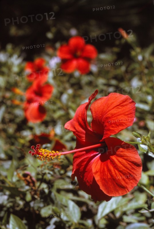 Hibiscus Flower, Rhodes, 20th century. Artist: CM Dixon.