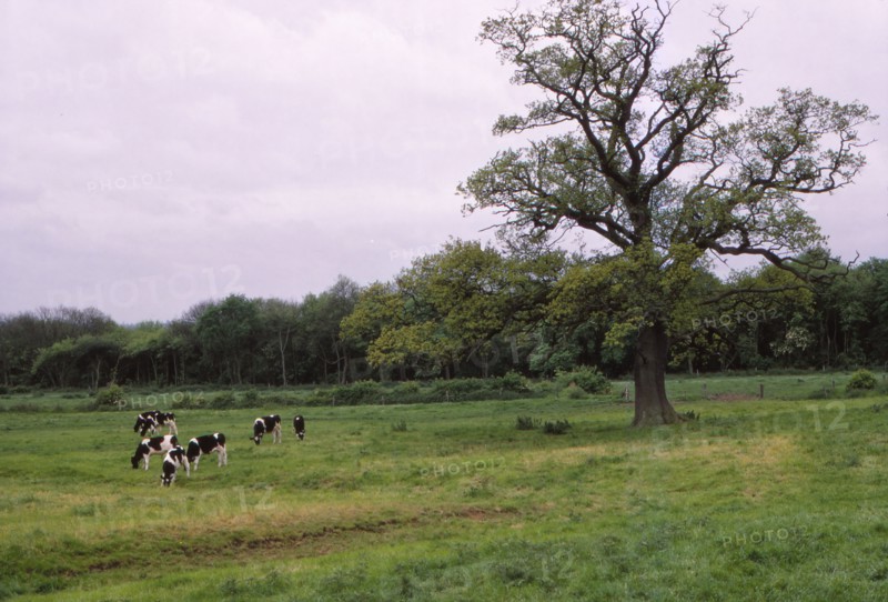 Bosworth Field. Leicestershire, England, 20th century. Artist: CM Dixon.