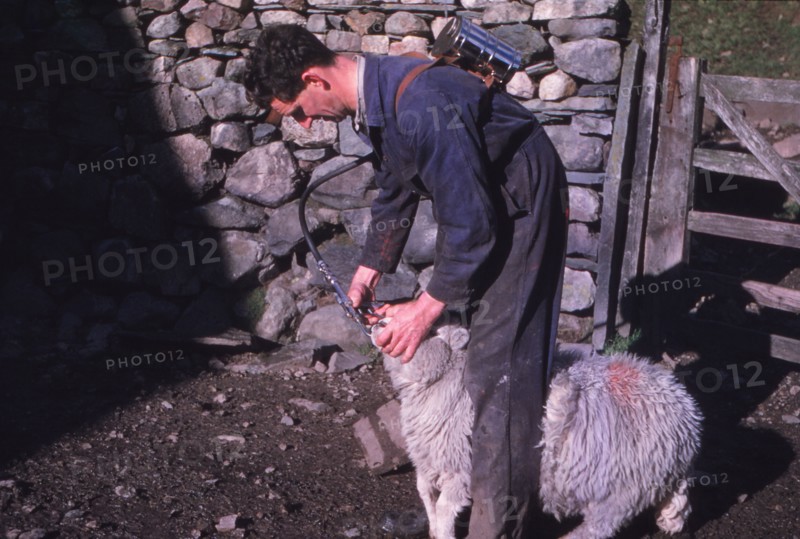 Sheep Farmer giving worm treatment to Ewe, English Lake District, c1960. Artist: CM Dixon.