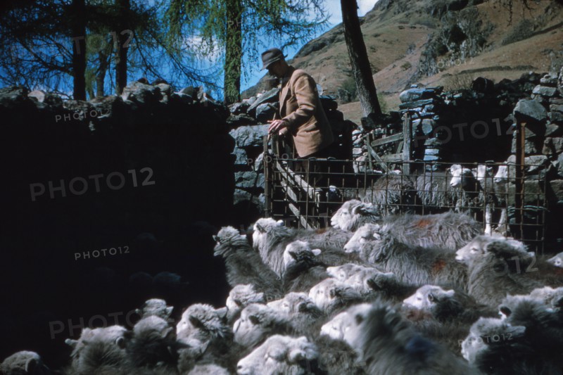 Farming Herdwick Sheep, Langdale Valley Farm, Lake District, c1960. Artist: CM Dixon.