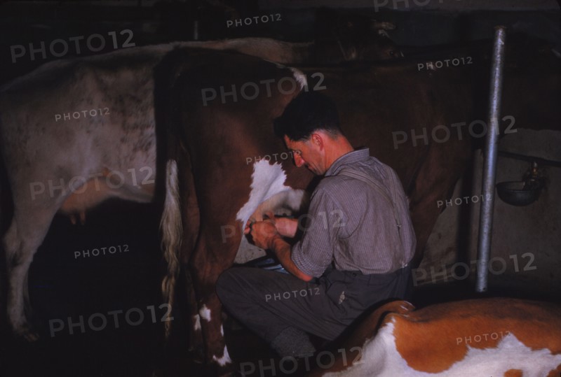 Mliking Cattle, Lake District Farm, c1960. Artist: CM Dixon.