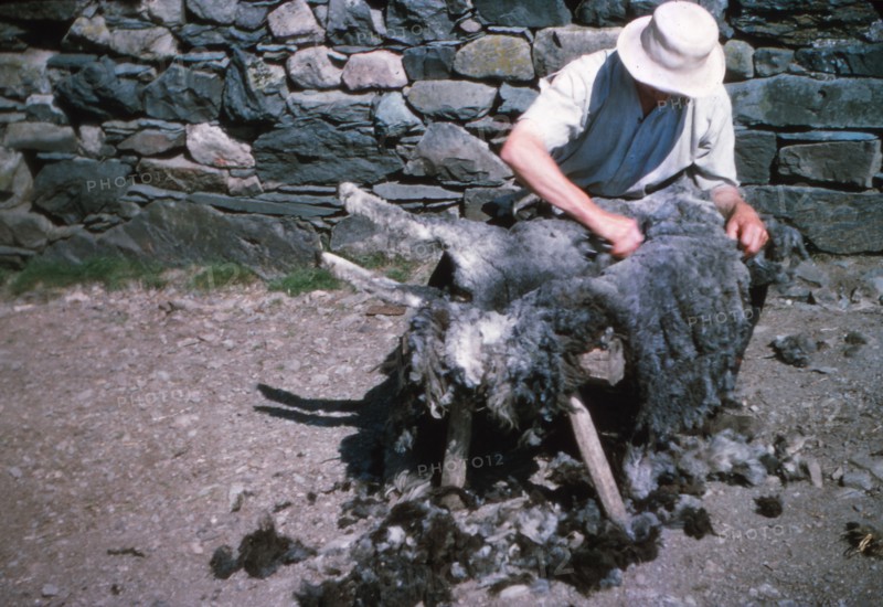 Shearing a sheep by hand, Lake District, c1960s. Artist: CM Dixon.