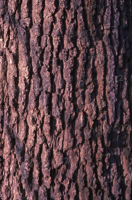 Oak Tree Bark, 20th century. Artist: CM Dixon.