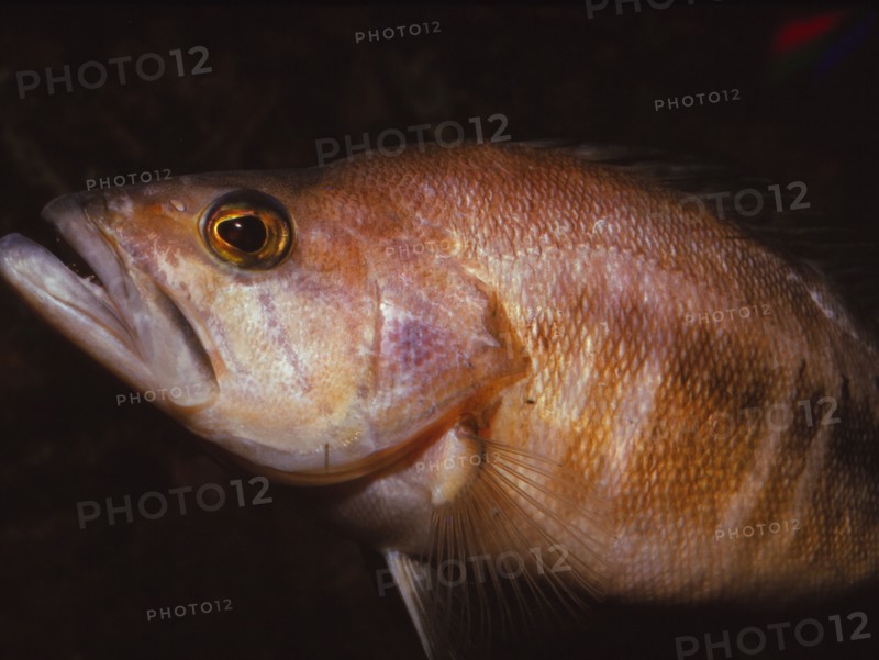 Sea Perch, 20th century. Artist: CM Dixon.