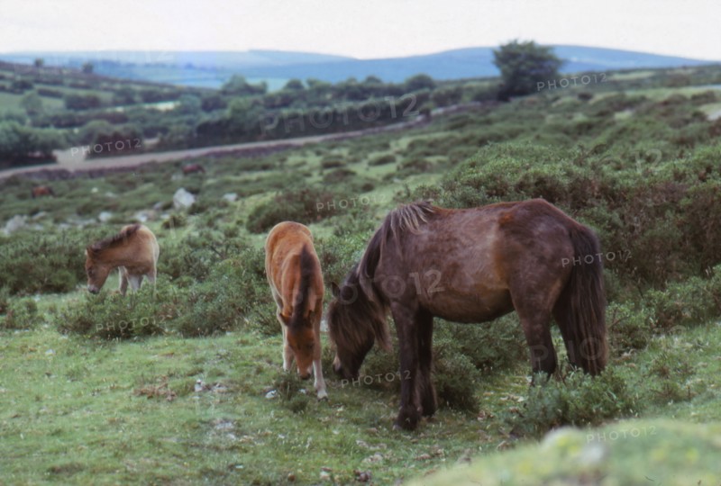 Dartmoor Ponies on Dartmoor, Devon,  20th century. Artist: CM Dixon.