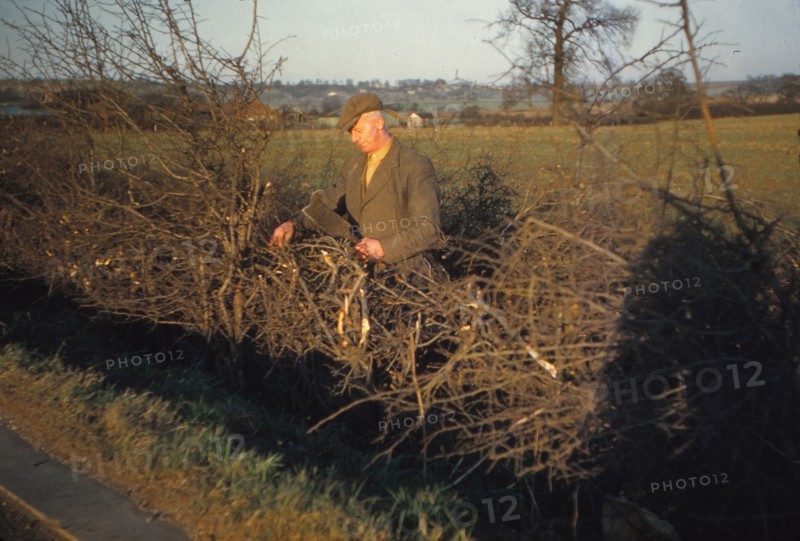 Laying a Hedge using a Billhook, Yorkshire, England, c1960. Artist: CM Dixon.