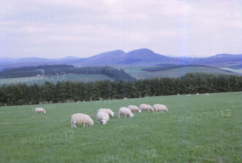 Cheviots, South of Jedburgh, Scotland, 20th century. Artist: CM Dixon.