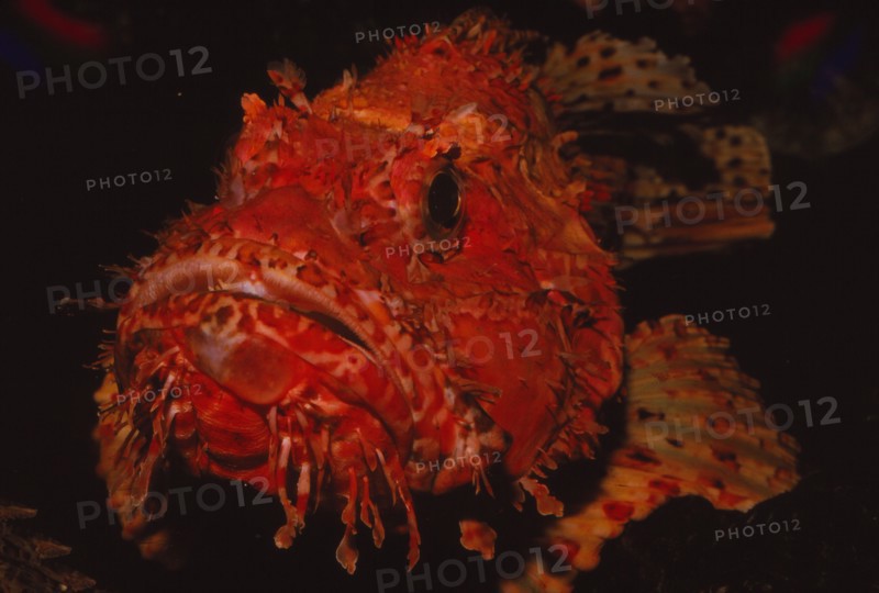 Scorpion Fish, (Peixe Carneiro), 20th century. Artist: CM Dixon.