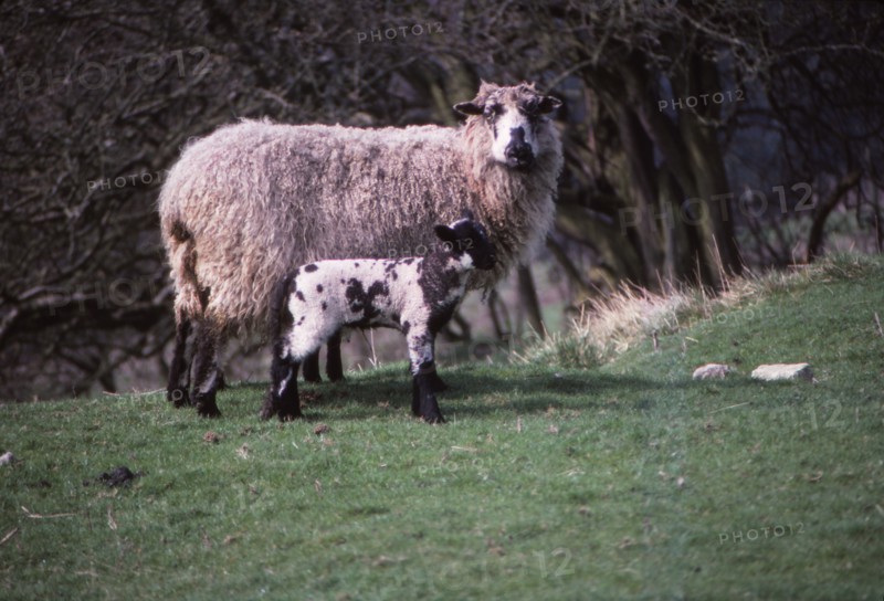 Sheep and Lambs in April, Wharfedale, Yorkshire, 20th century. Artist: CM Dixon.