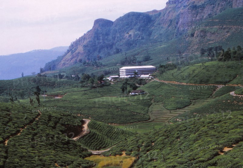 Tea Plantation and Factory, North of Nuwara Eliya, Central Sri Lanka, 20th century. Artist: CM Dixon.