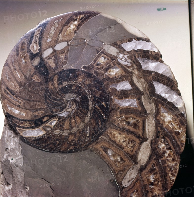 Section of Fossil Nautilus Shell. Artist: Unknown.