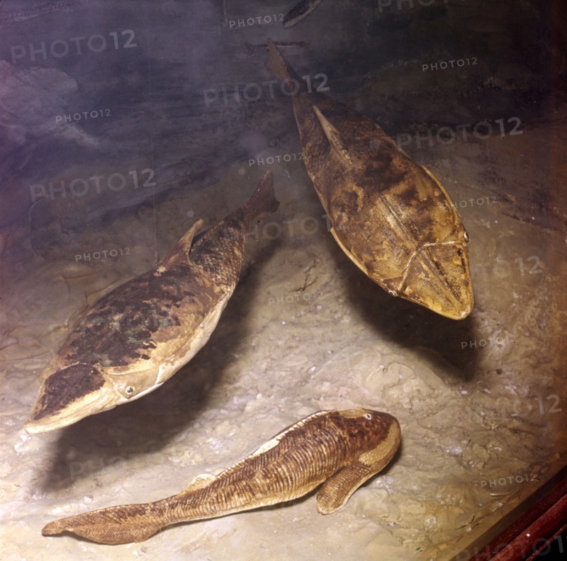 Ostracaderms, (Jawless Fish) from West of England, Early Devonian. Artist: Unknown.