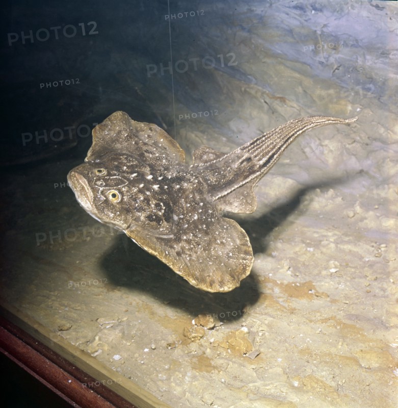 Fish of Early Devonian Era, Gemuendina Stuertzi, Prussia. Artist: Unknown.