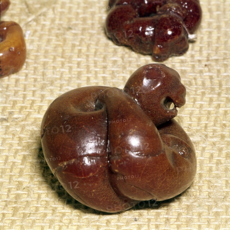 Animal in Amber, Norway, Viking Period, 9th century.  Artist: Unknown.