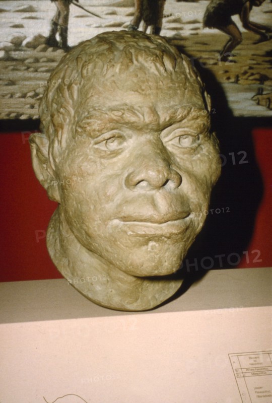 Neanderthal Man. Reconstruction of head, c20th century. Artist: Unknown.